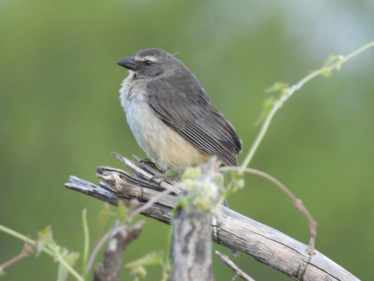 Bluish-gray Saltator - ML646075424