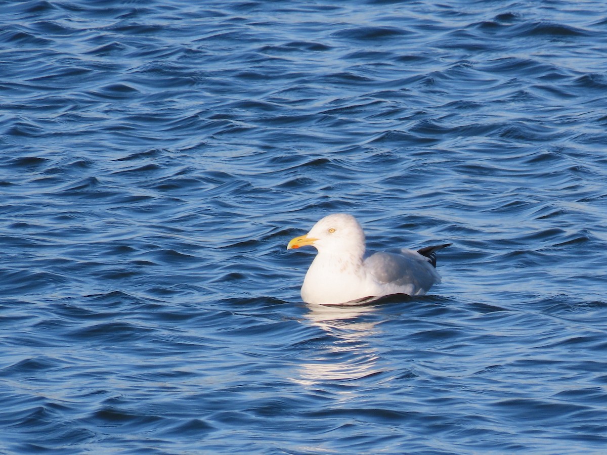 American Herring Gull - ML646075427