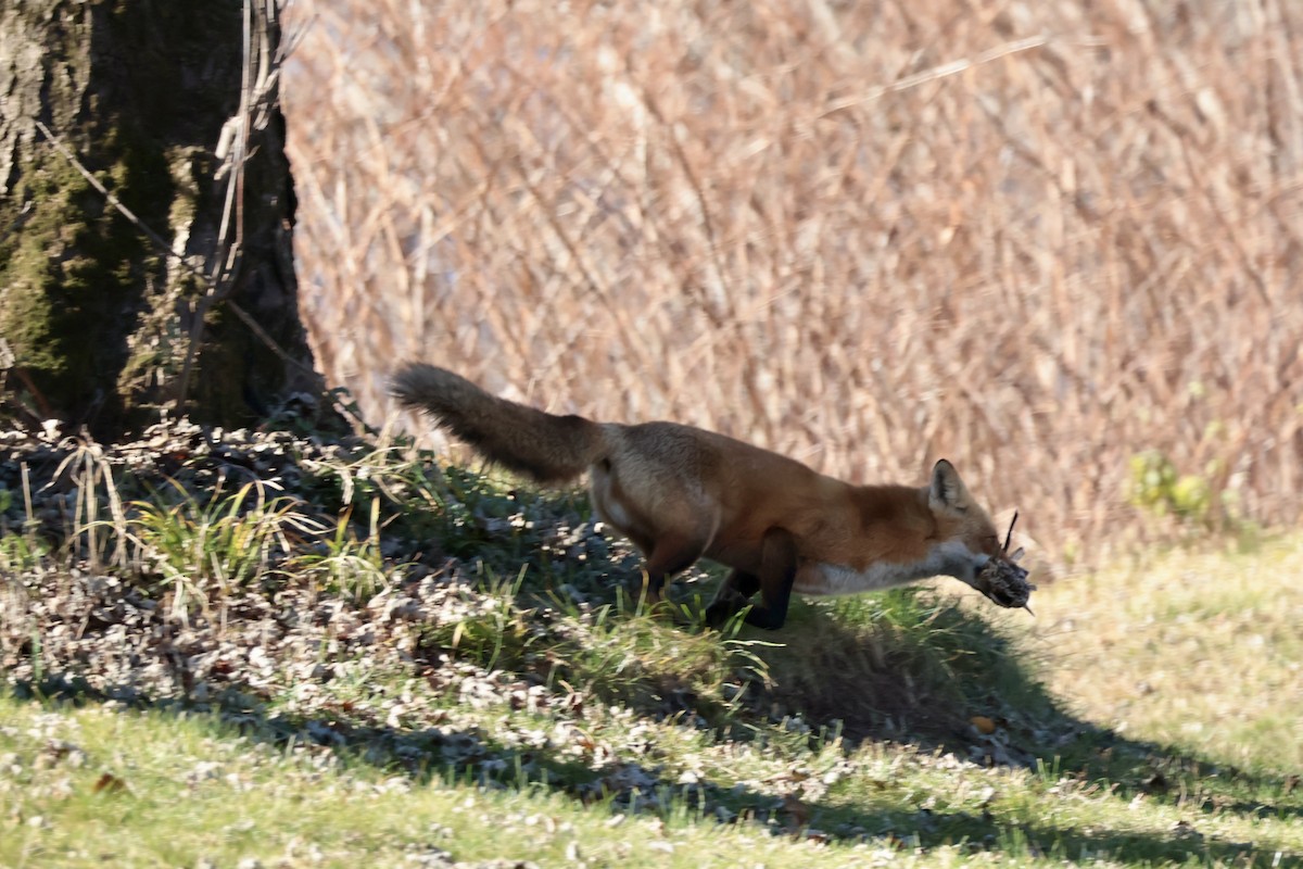 Mammals - ML646075434