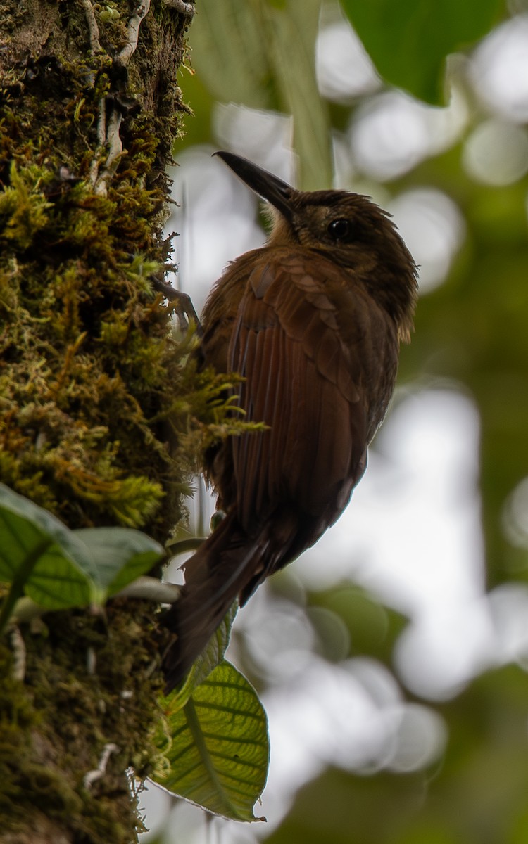 Tyrannine Woodcreeper - ML646075438