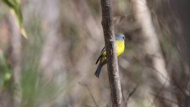 Eastern Yellow Robin - ML646075439