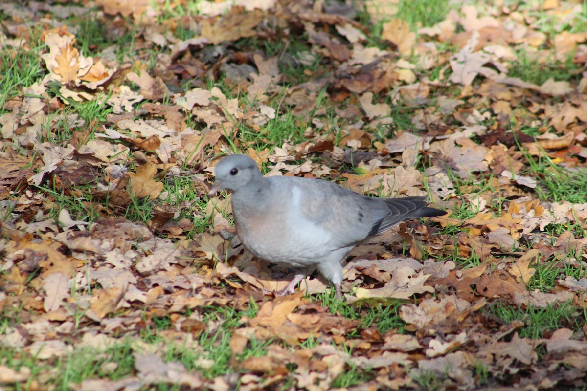 Stock Dove - ML646075440