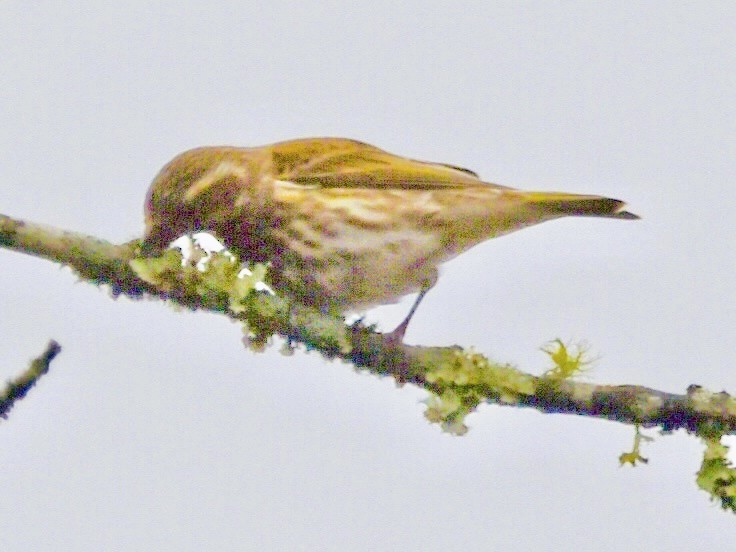 purpurfink - ML646075441