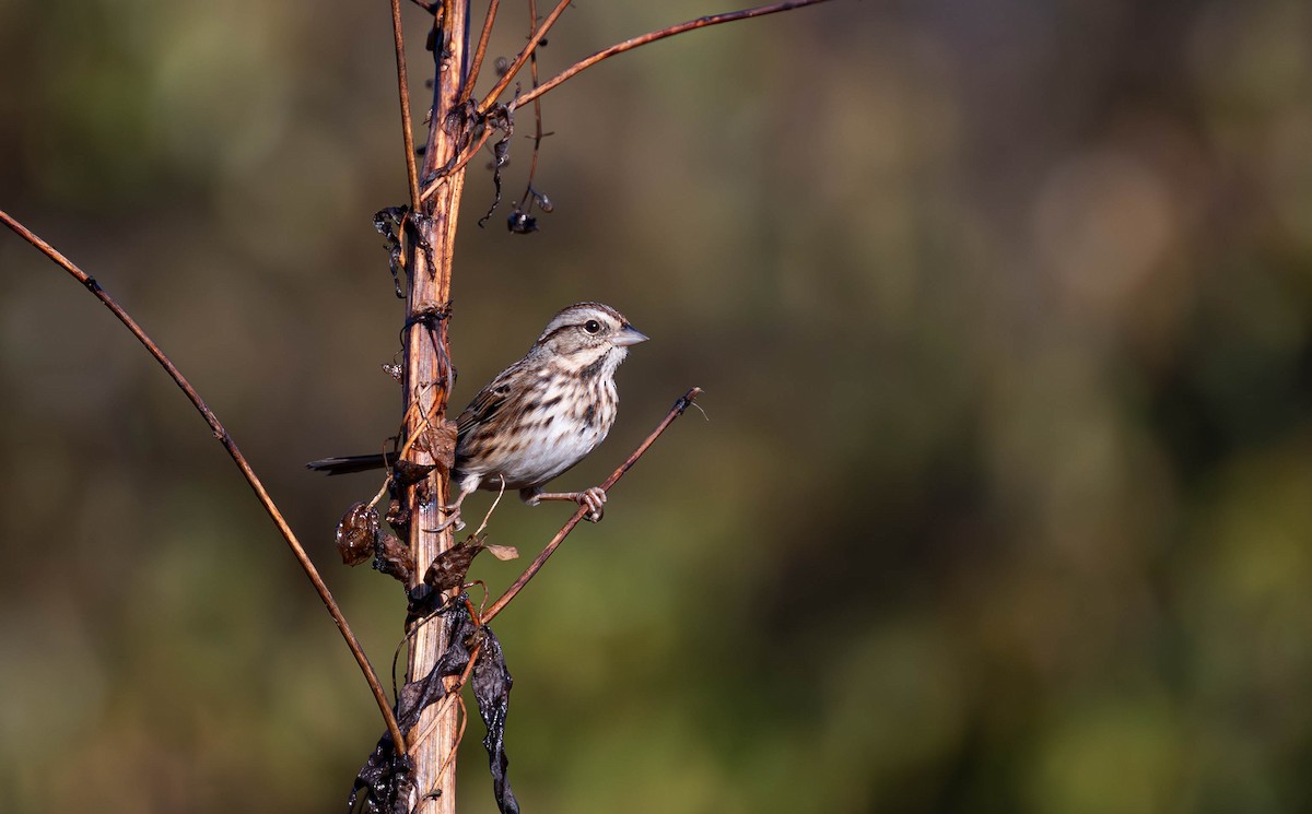 Song Sparrow - ML646075444