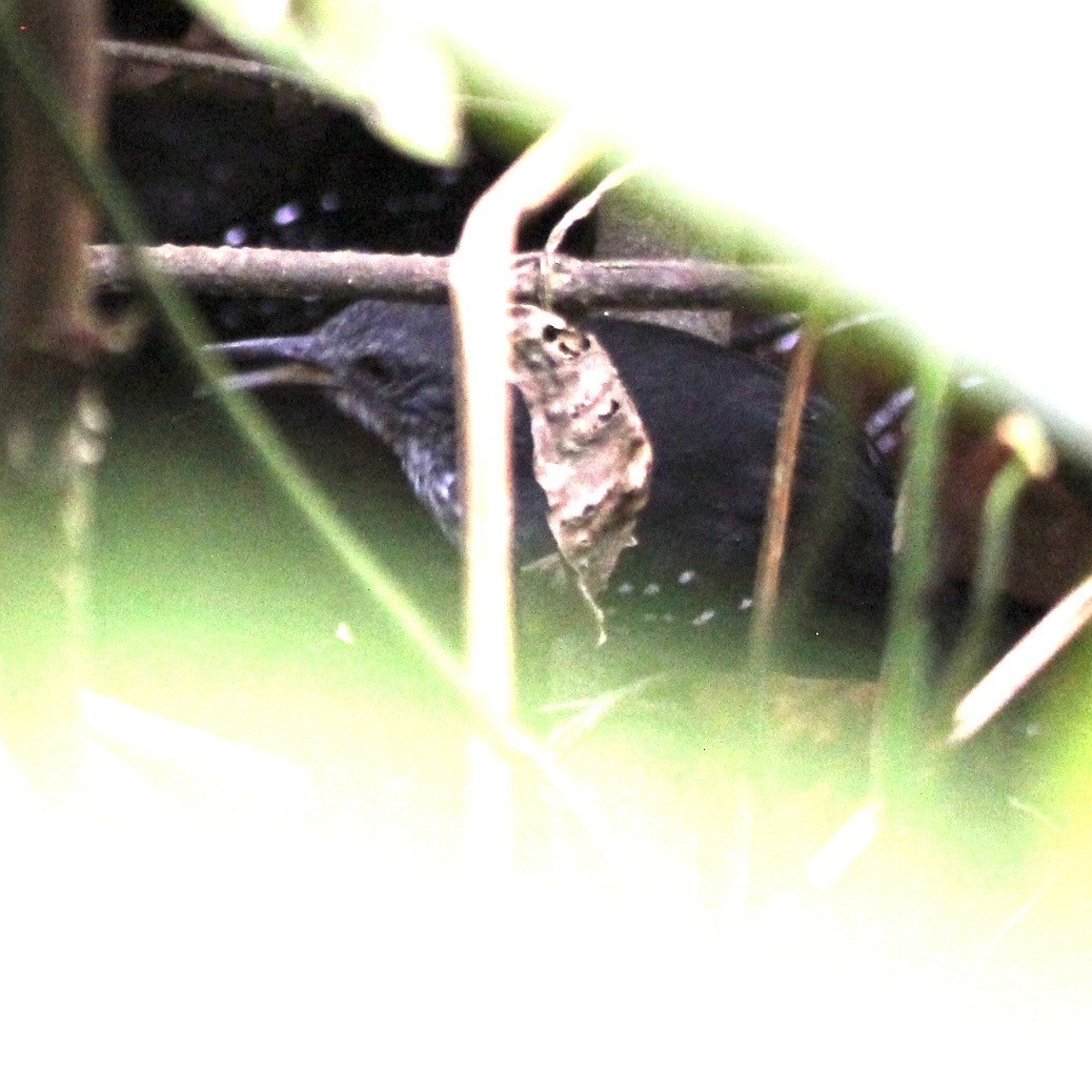 Silvered Antbird - ML646075449