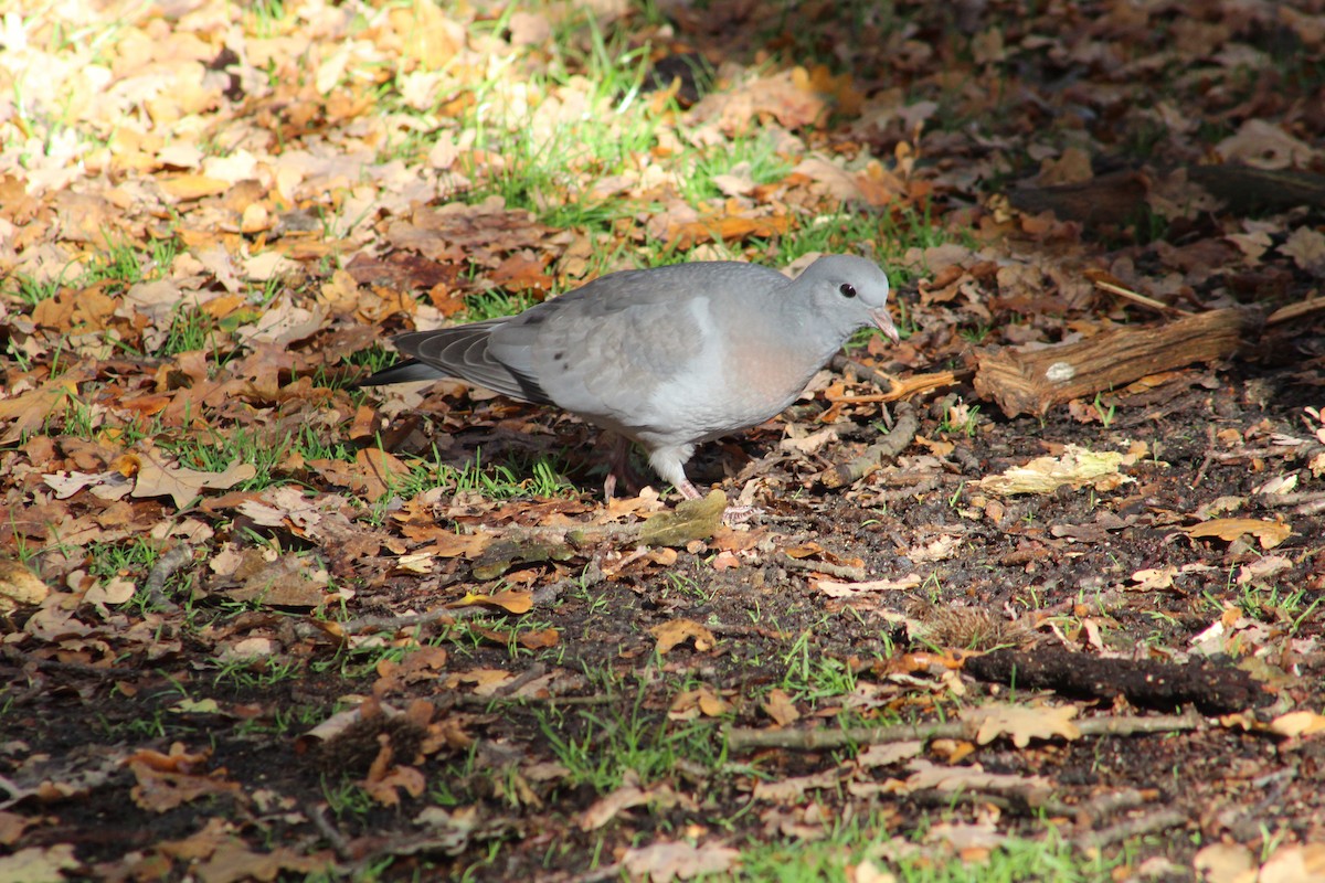 Hohltaube - ML646075451