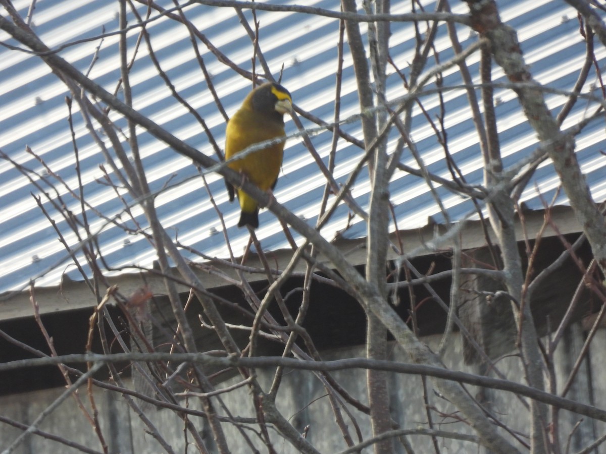 Abendkernbeißer - ML646075455