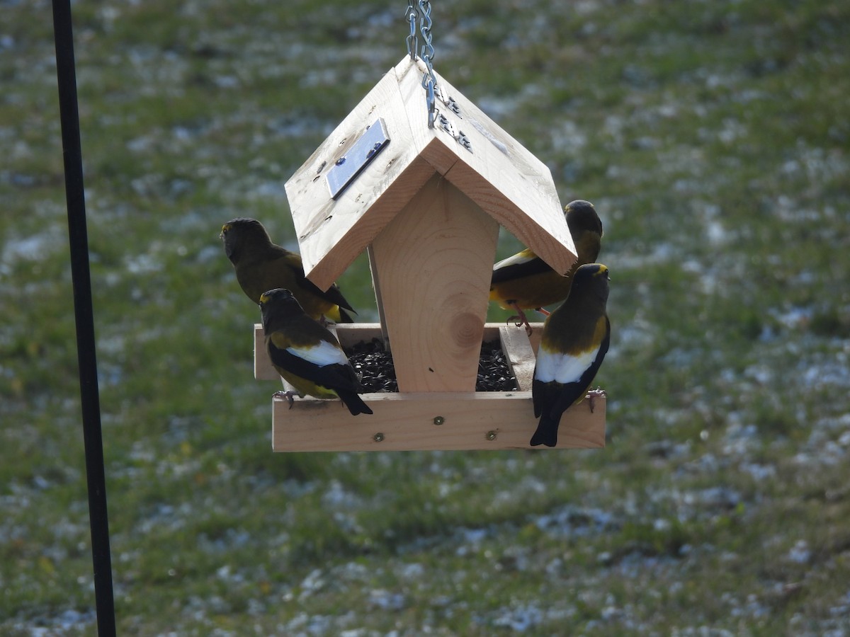 Abendkernbeißer - ML646075456