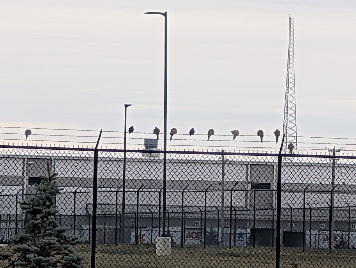 Carolinataube - ML646075457