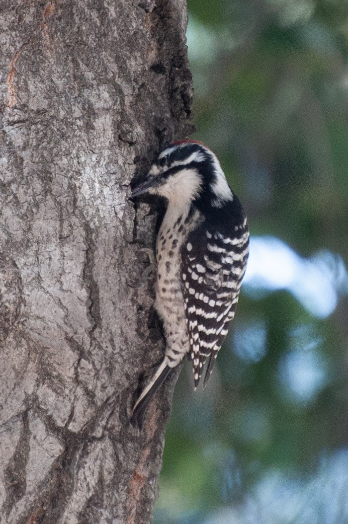 Nuttallspecht - ML646075458