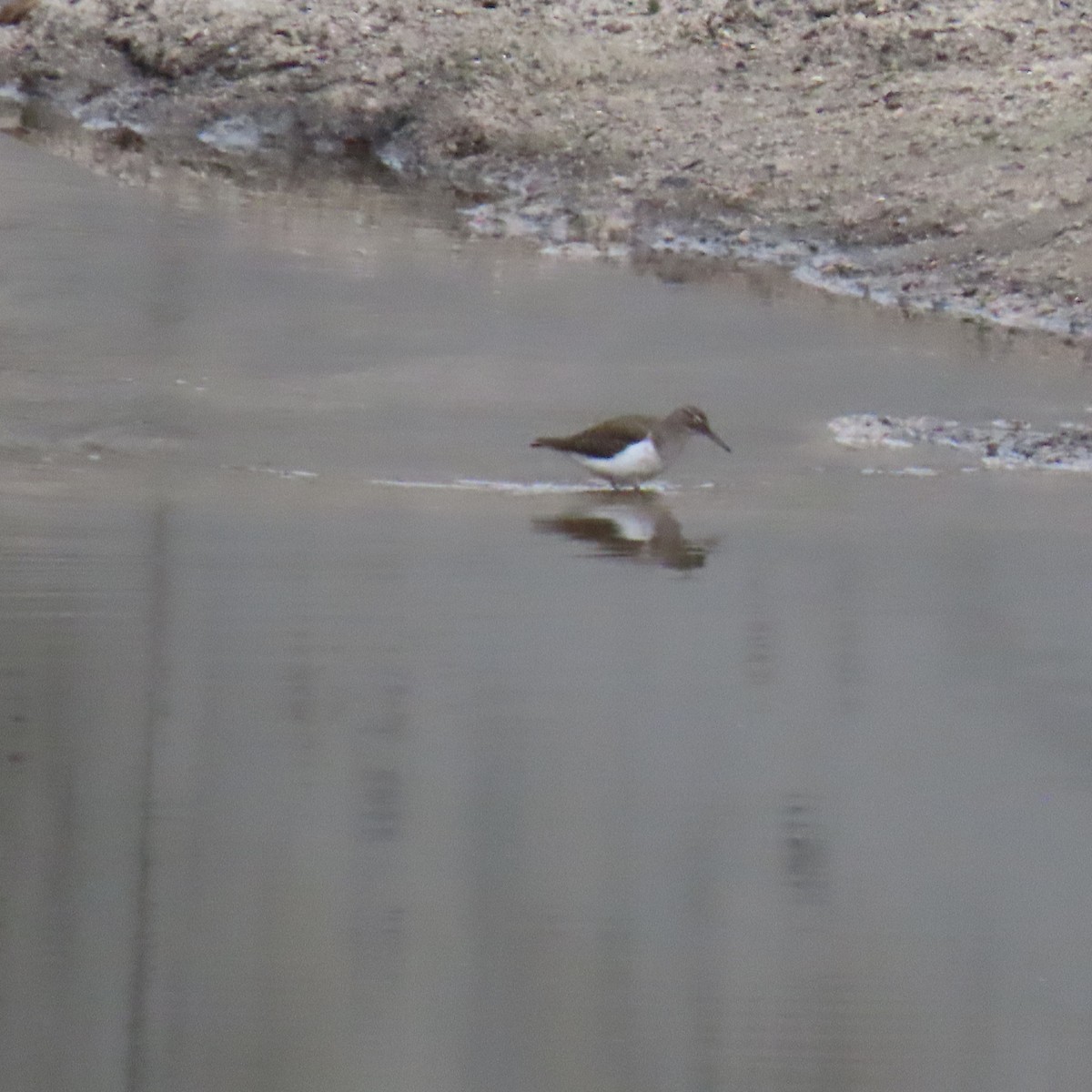 Drosseluferläufer - ML646075459