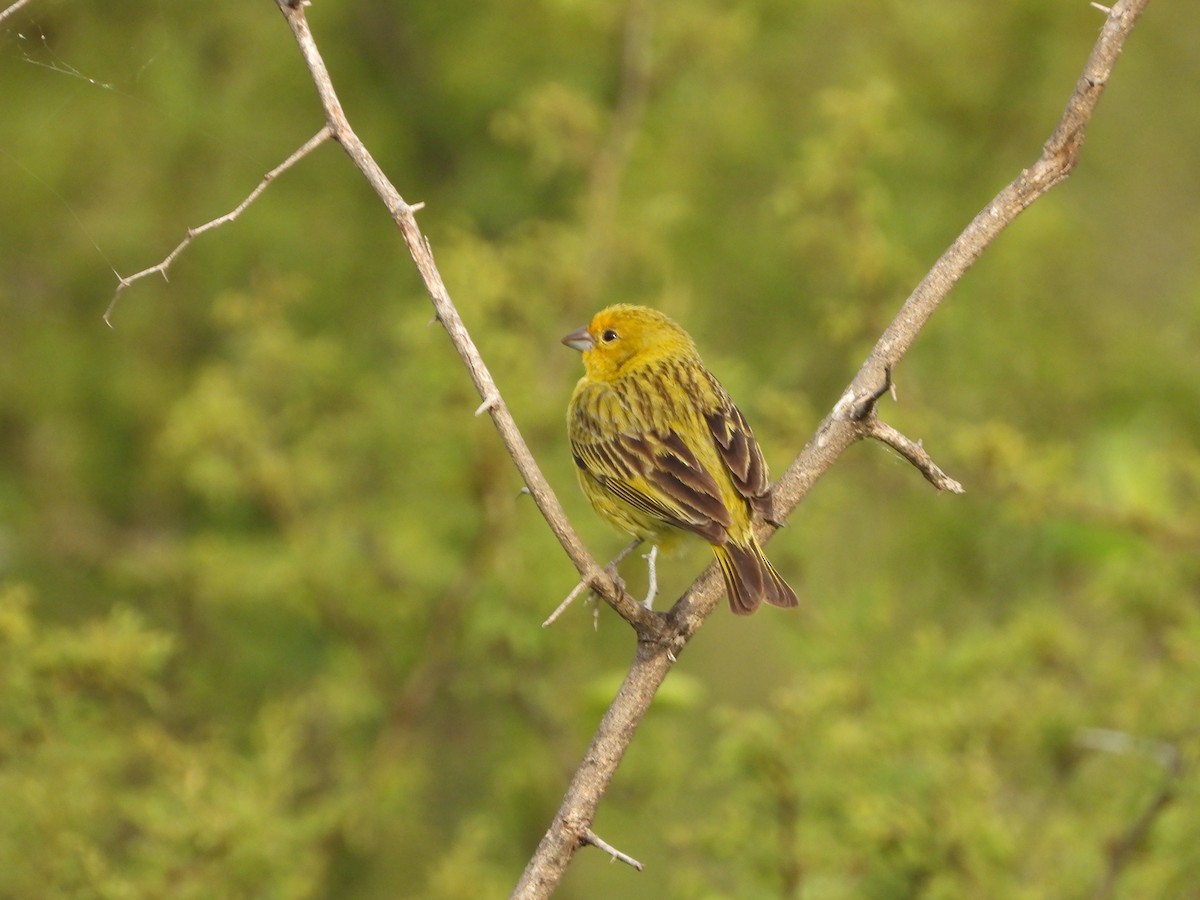 Safrangilbtangare - ML646075460