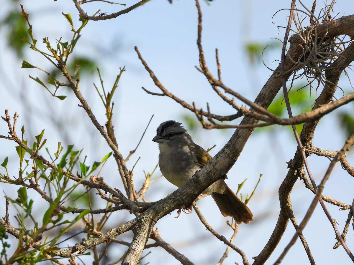 Dickichtammer - ML646075461