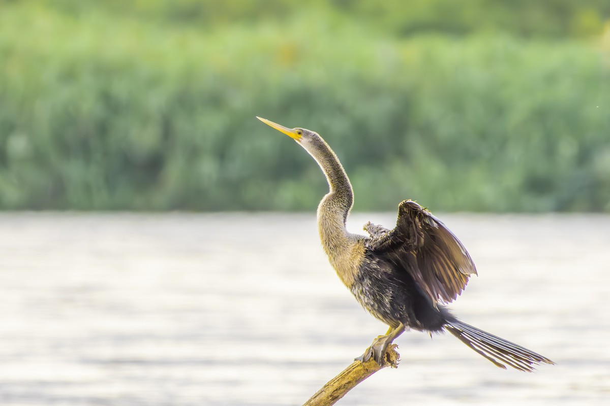 Amerika-Schlangenhalsvogel - ML646075462