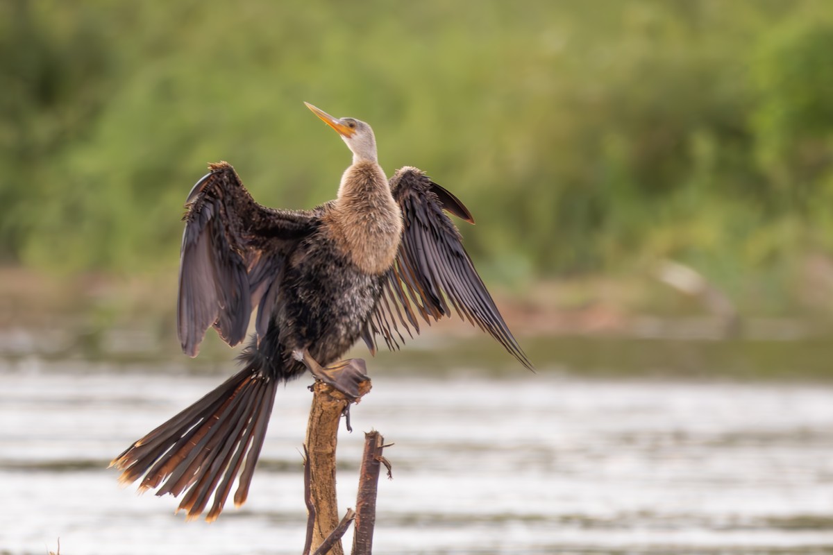 Amerika-Schlangenhalsvogel - ML646075463