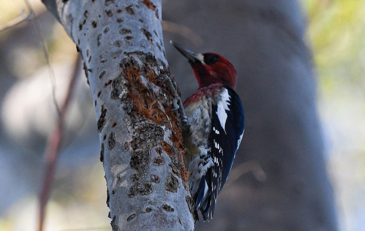 Feuerkopf-Saftlecker - ML646075464