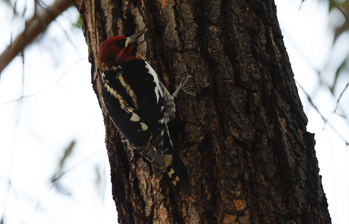 Feuerkopf-Saftlecker - ML646075465