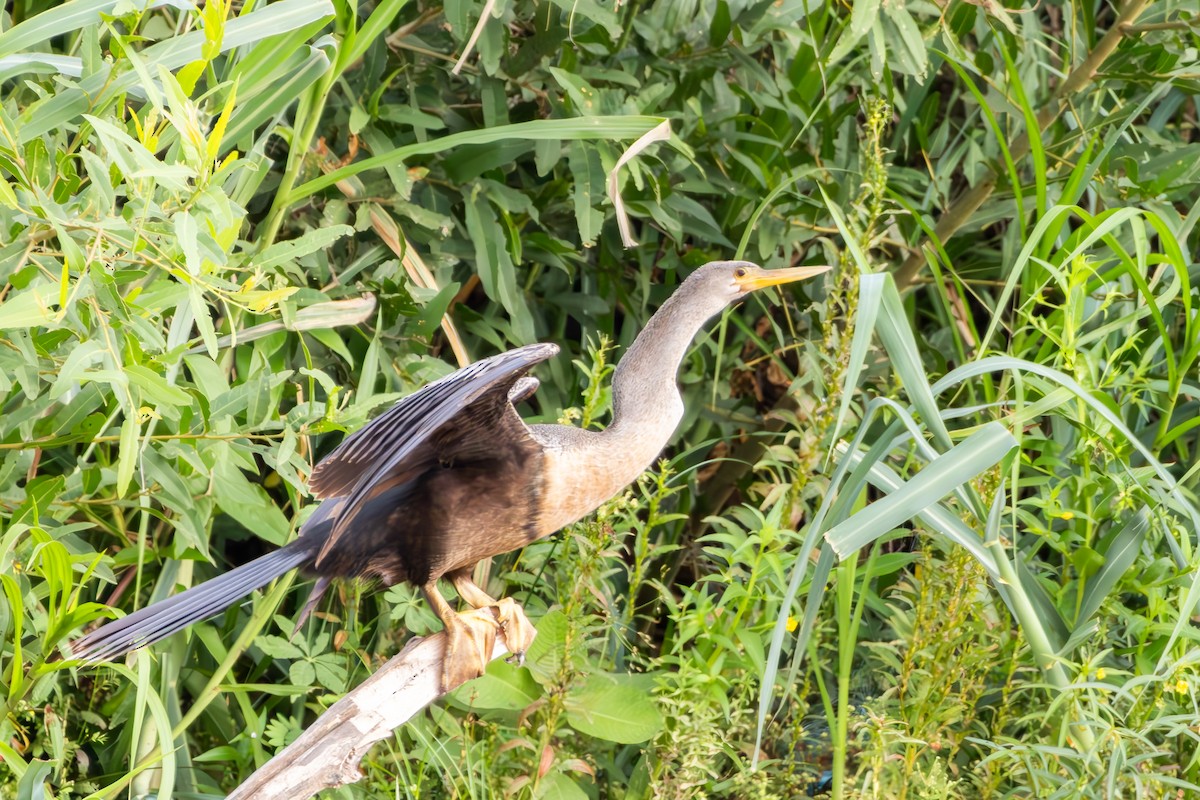 Amerika-Schlangenhalsvogel - ML646075466
