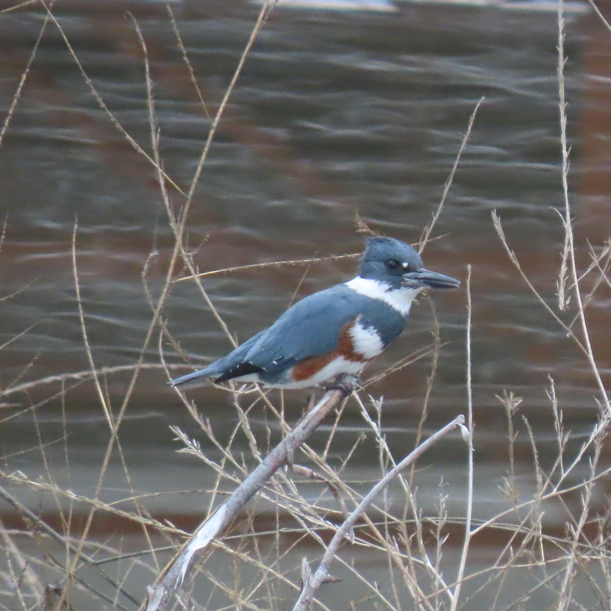 Gürtelfischer - ML646075470