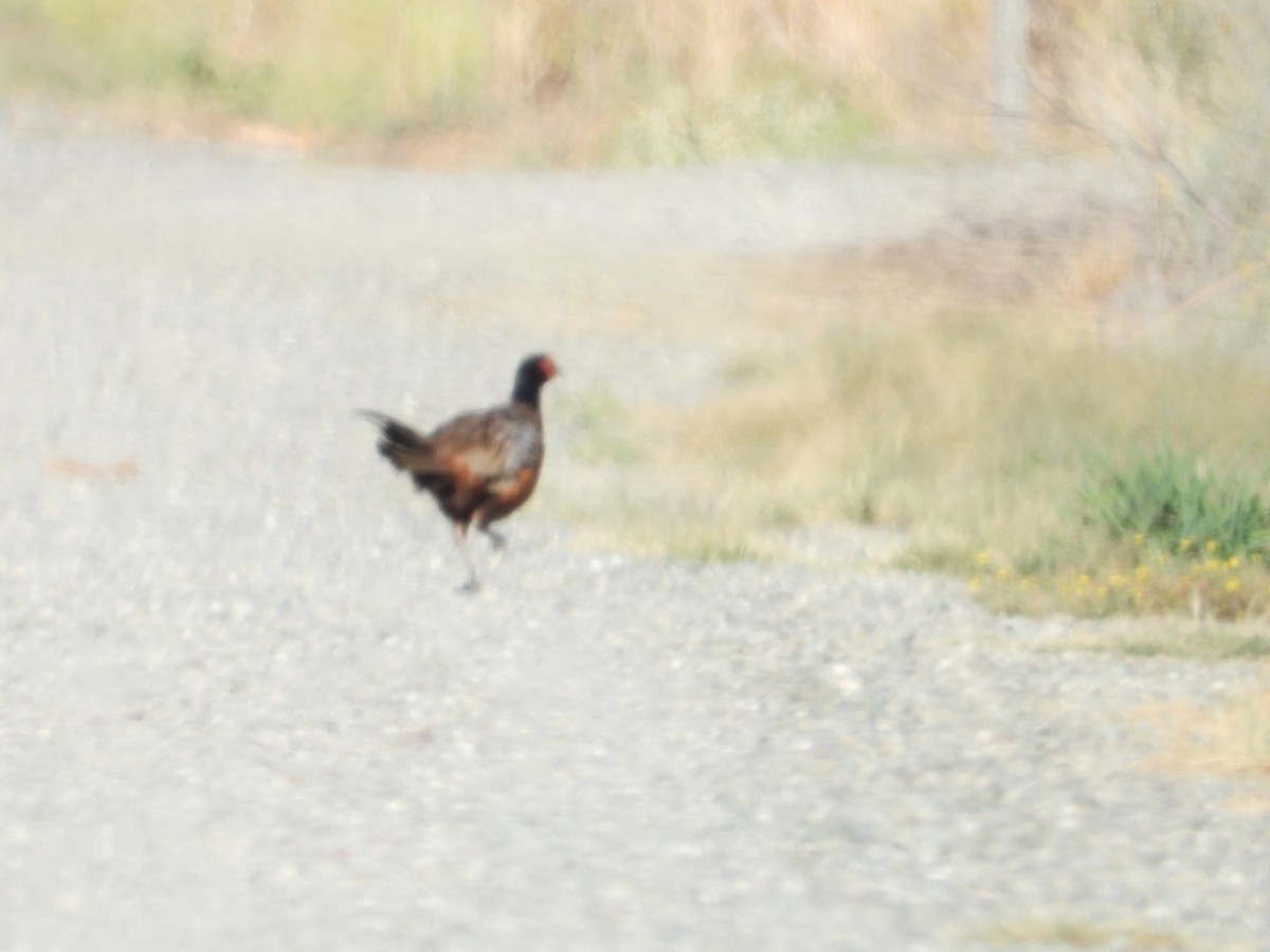 Jagdfasan - ML646075471