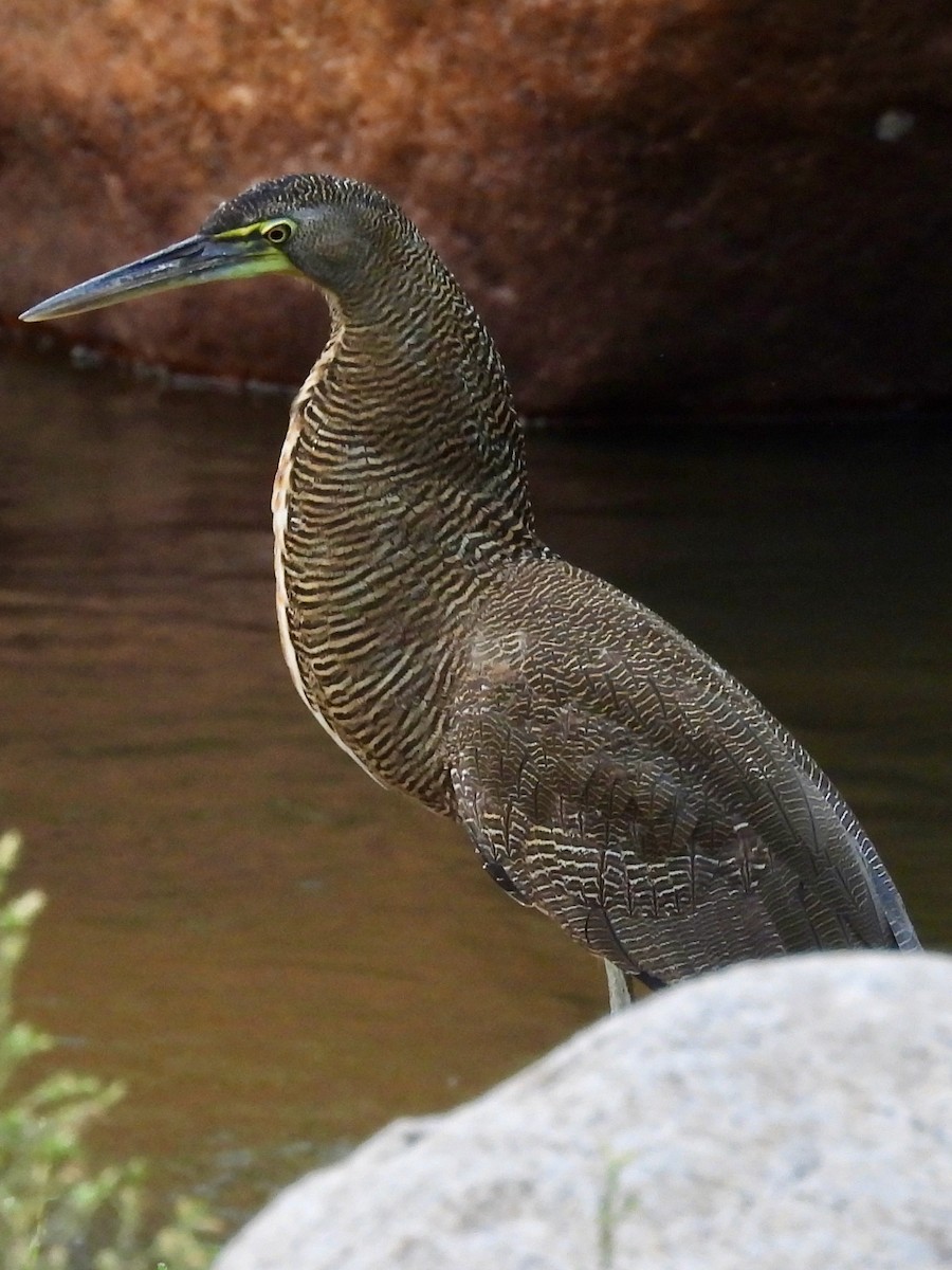 Nacktkehlreiher - ML646075472