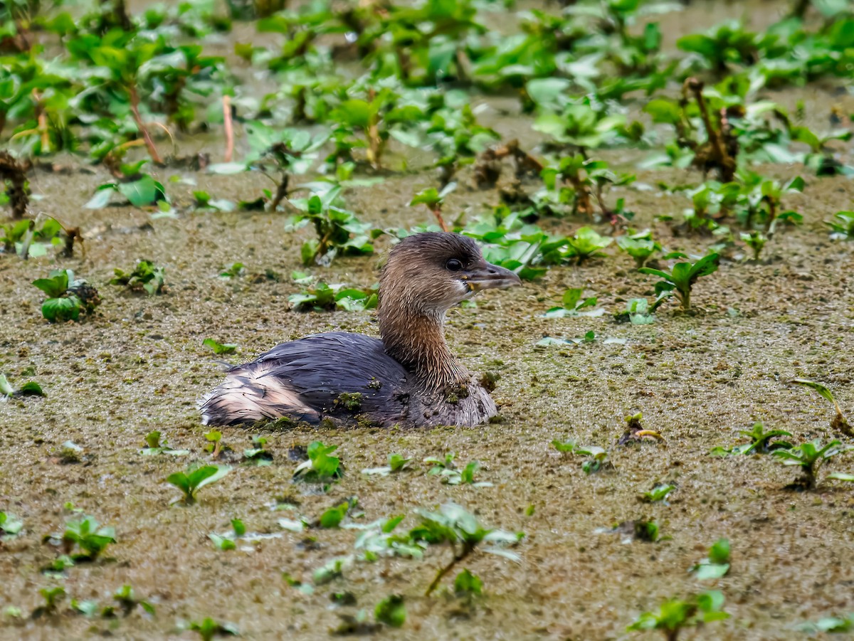 Schwarzhalstaucher - ML646075474