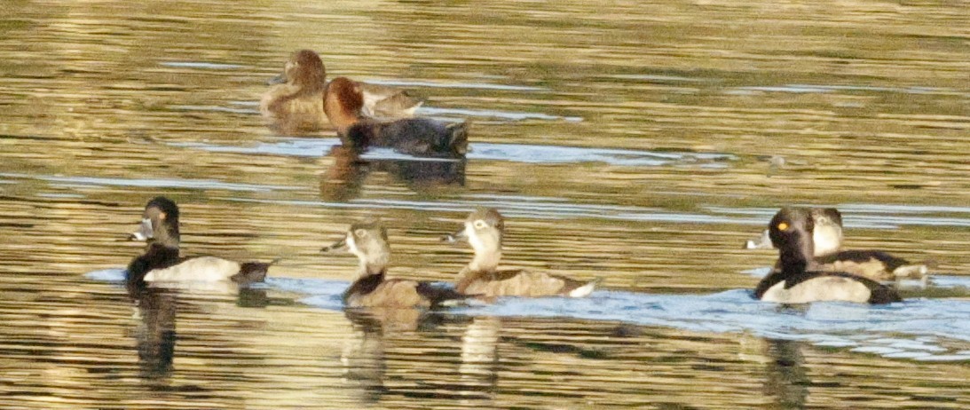 Ringschnabelente - ML646075475