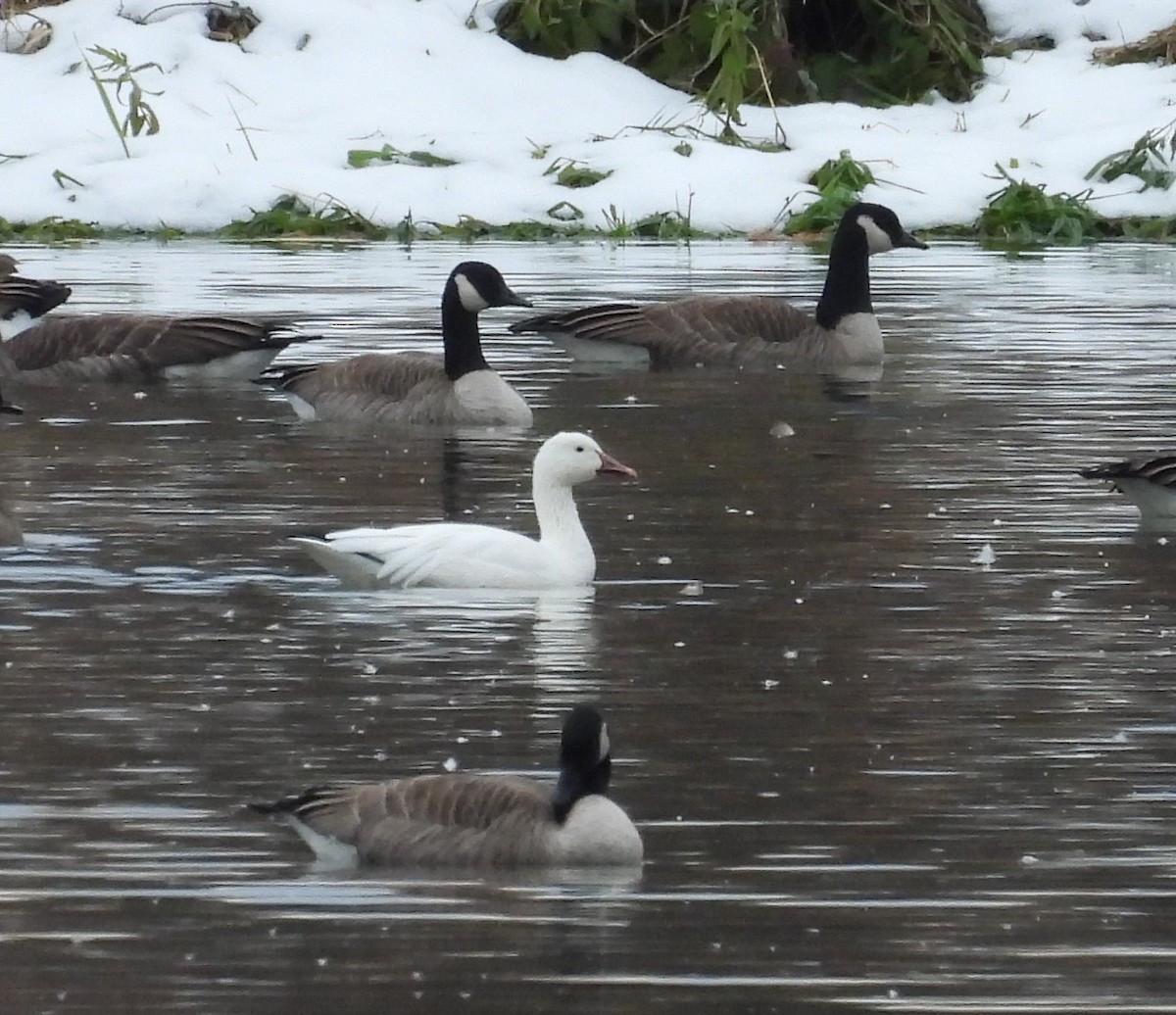 Schneegans - ML646075481