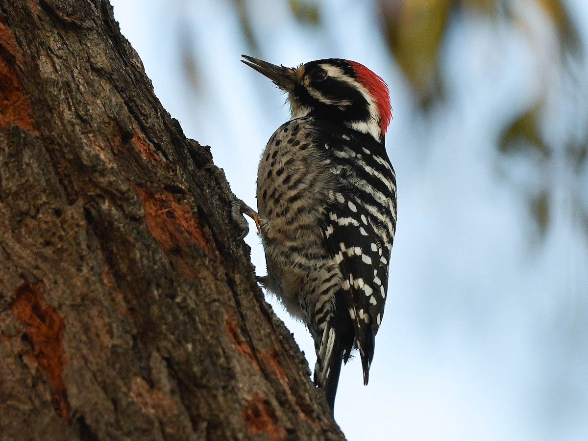 Nuttallspecht - ML646075482