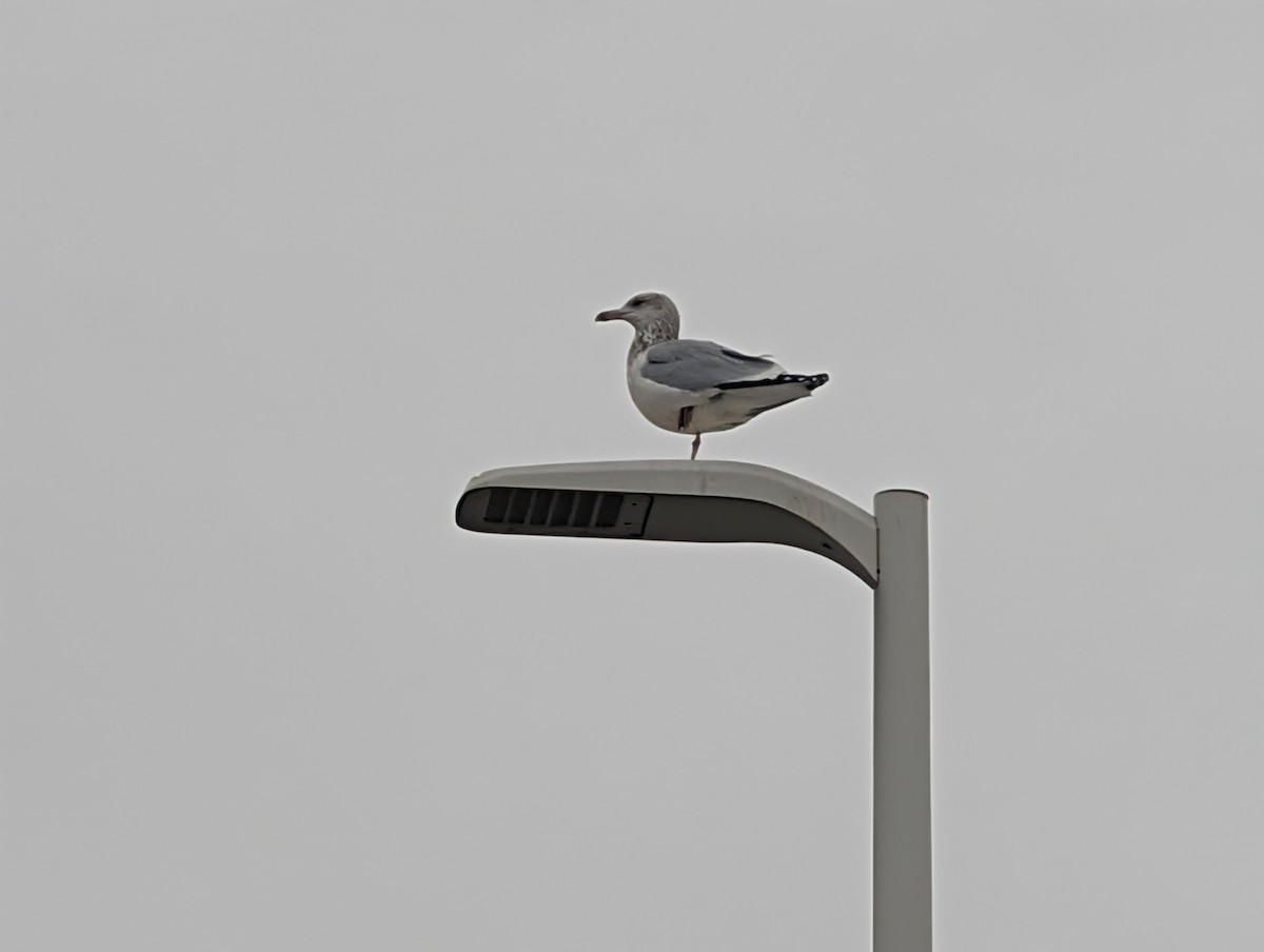 Ringschnabelmöwe - ML646075483