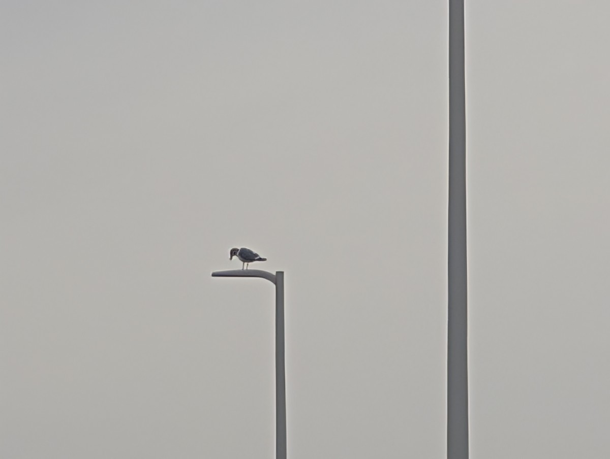 Ringschnabelmöwe - ML646075484