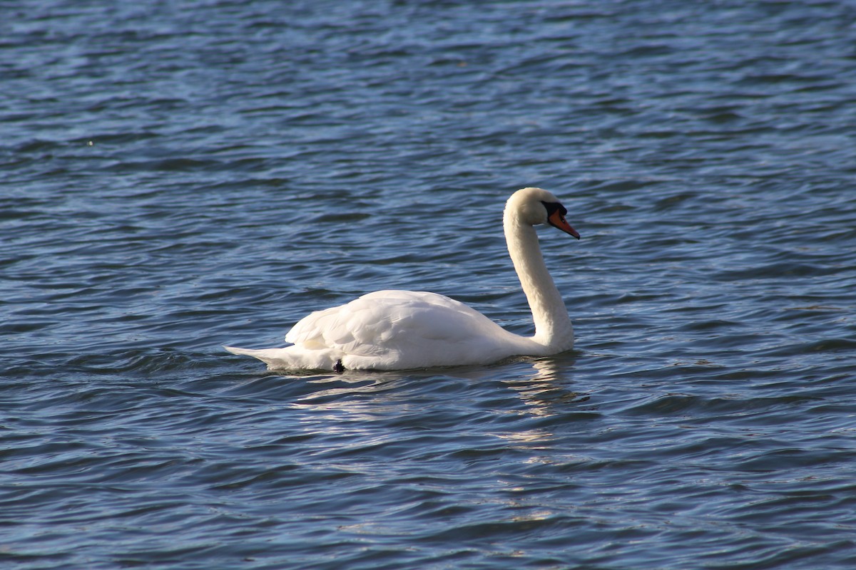 Höckerschwan - ML646075486