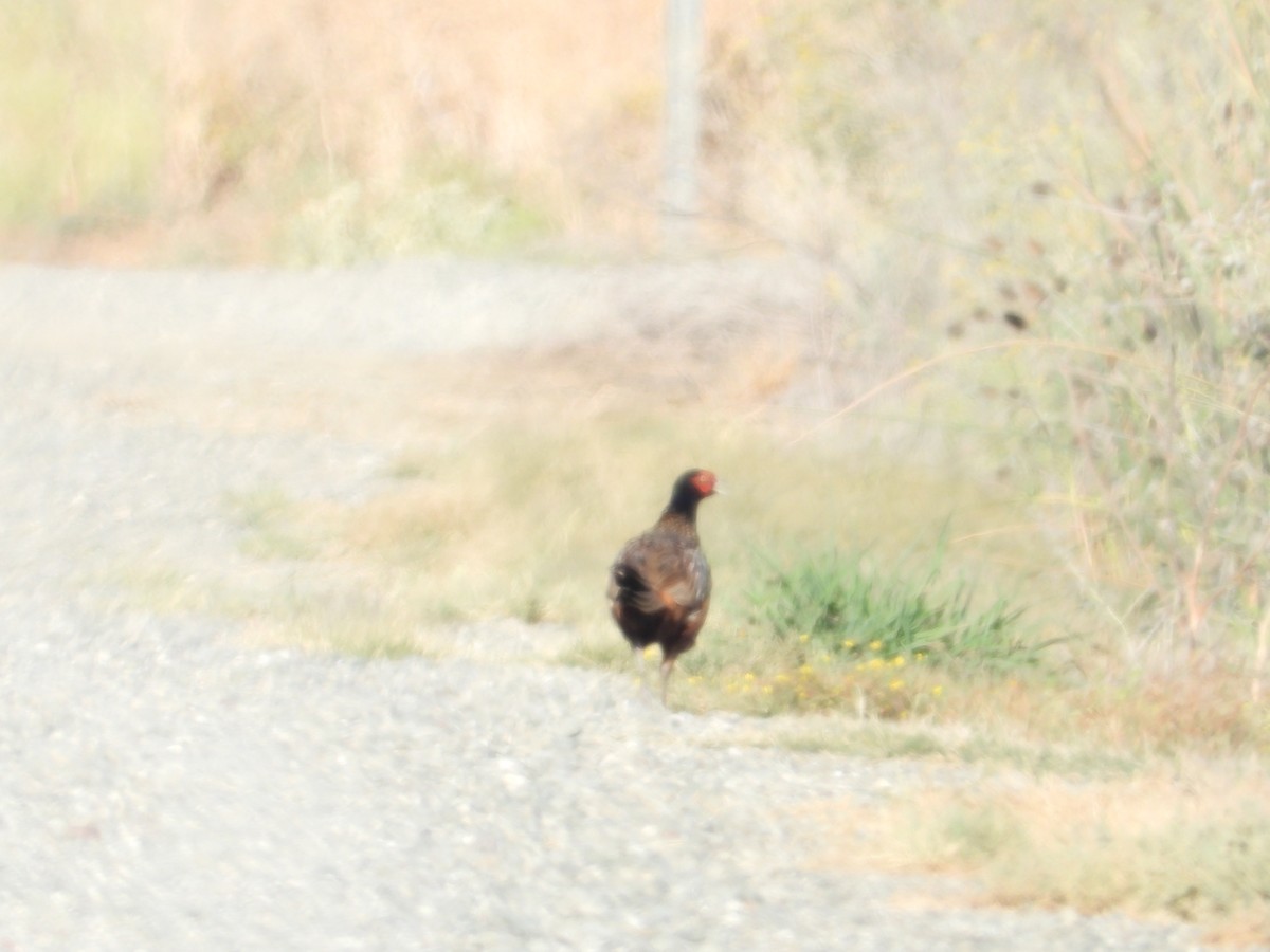 Jagdfasan - ML646075487