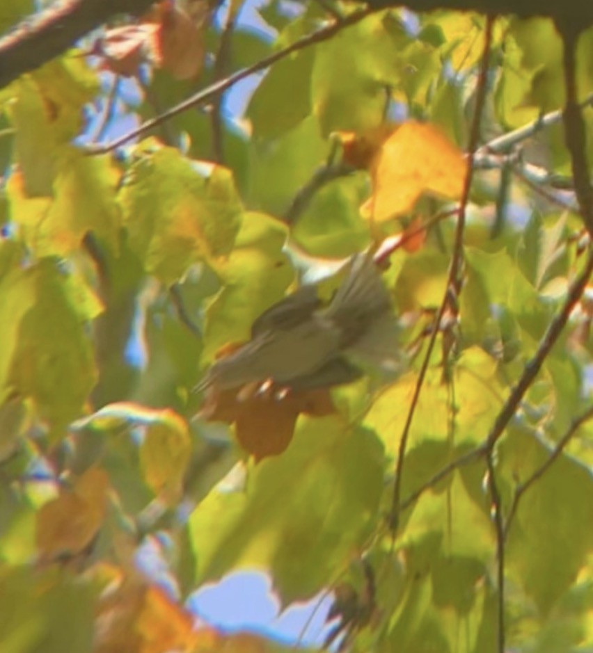 Sängervireo - ML646075490