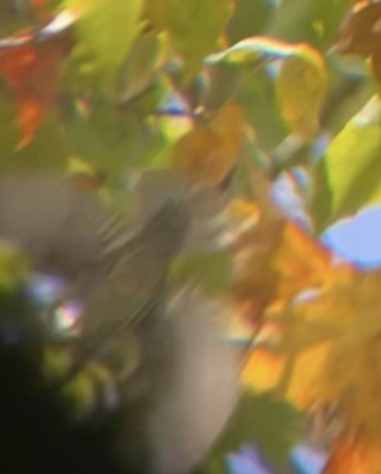 Sängervireo - ML646075491