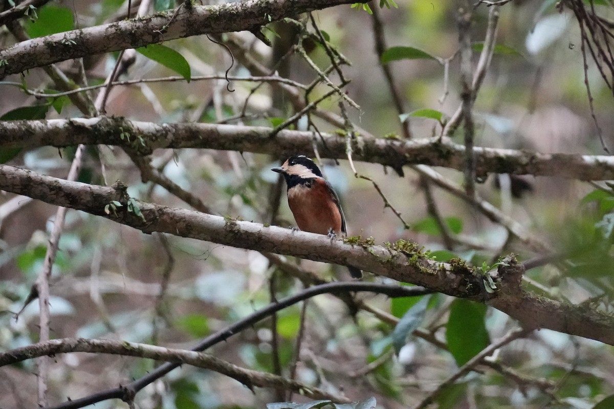 Гаїчка японська - ML646075493