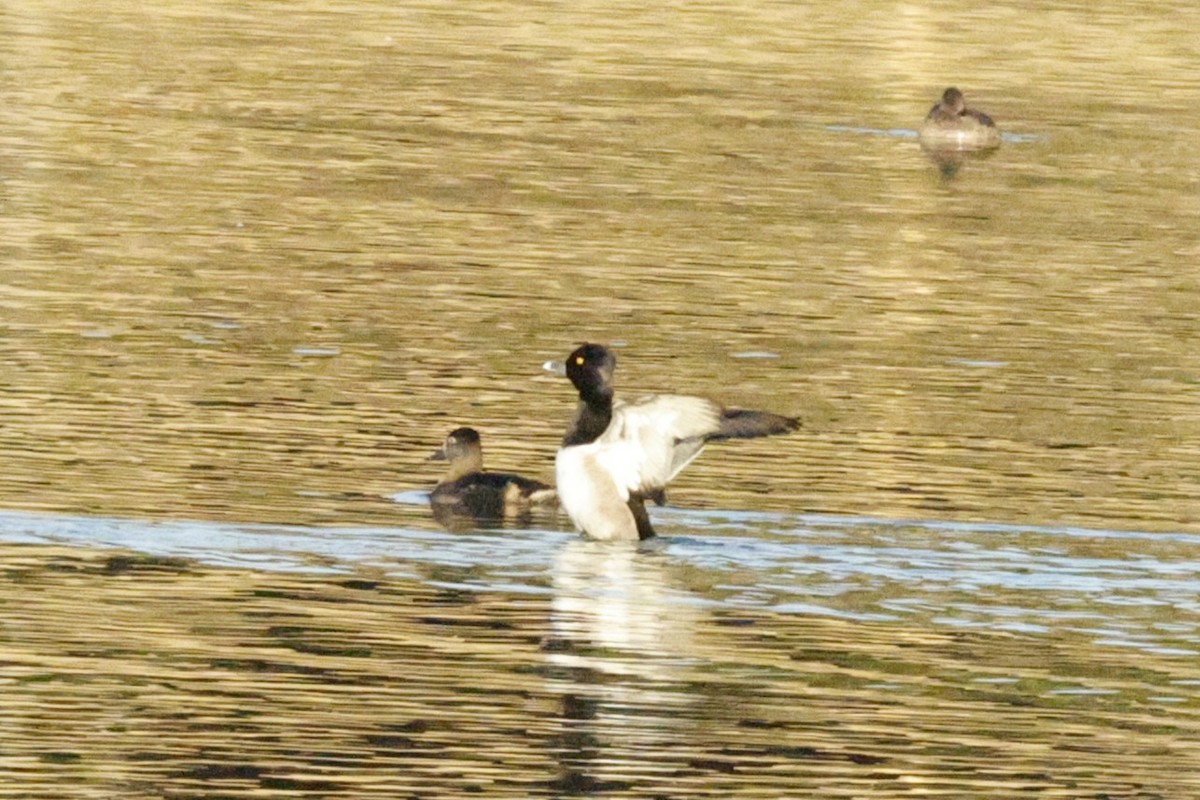 Ringschnabelente - ML646075494