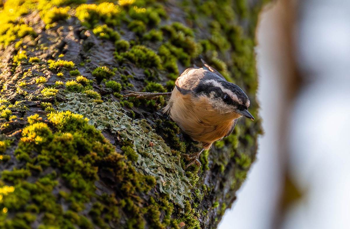 Red-breasted Nuthatch - ML646075496