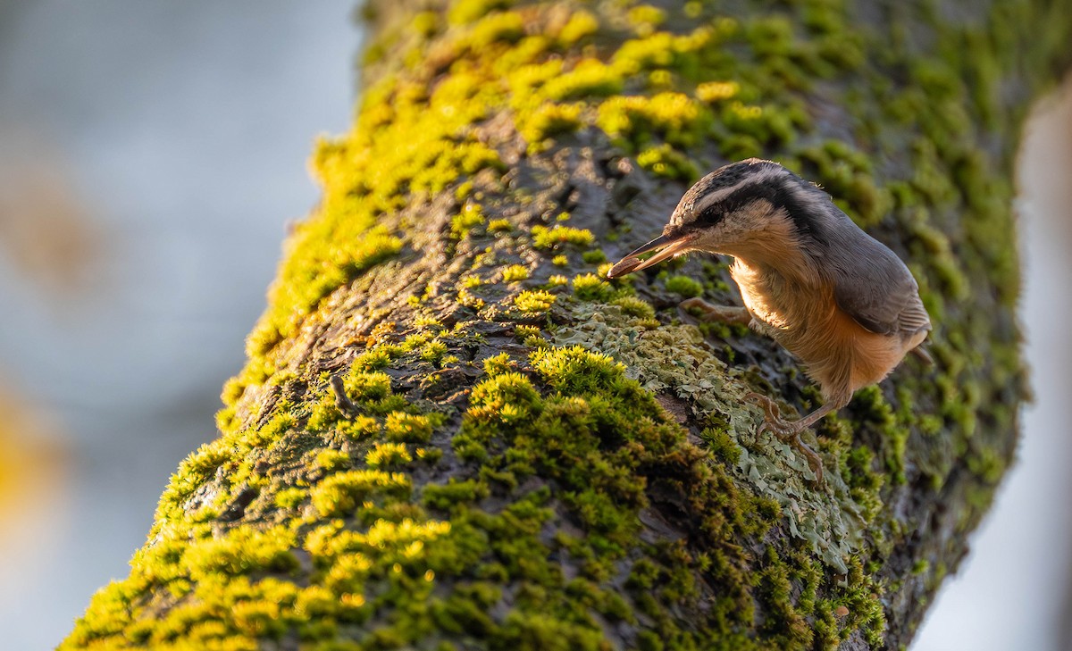 Red-breasted Nuthatch - ML646075497