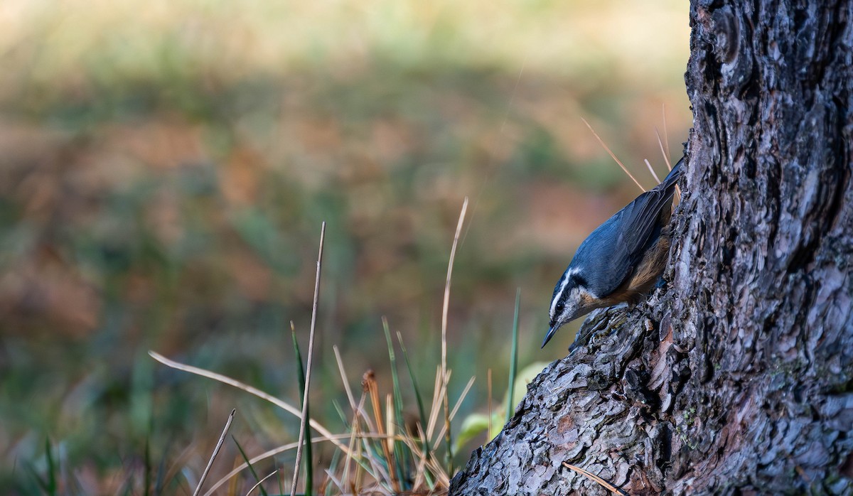 Red-breasted Nuthatch - ML646075498