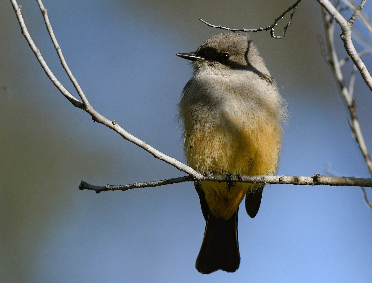 Say's Phoebe - ML646075500