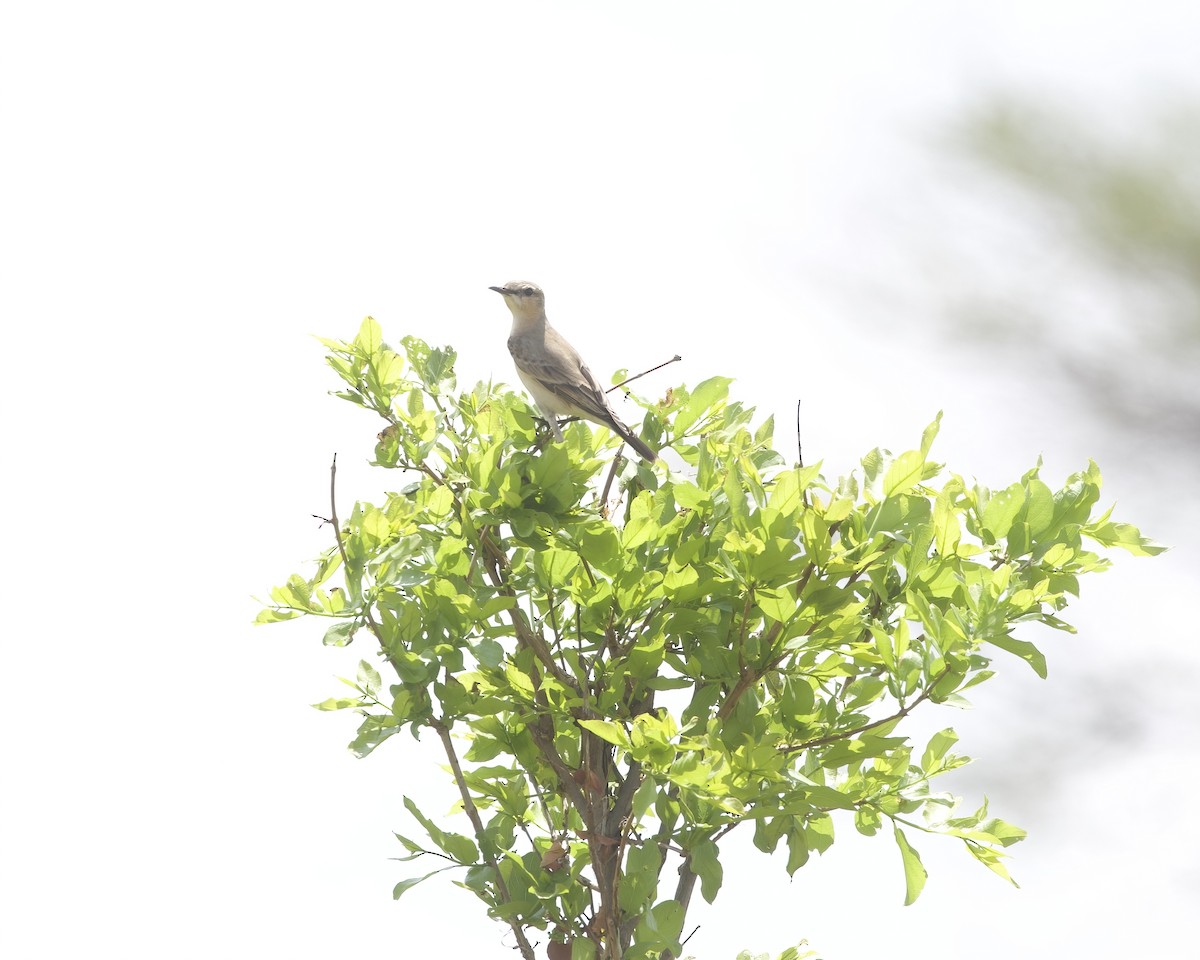 bělořit plavý - ML646075505