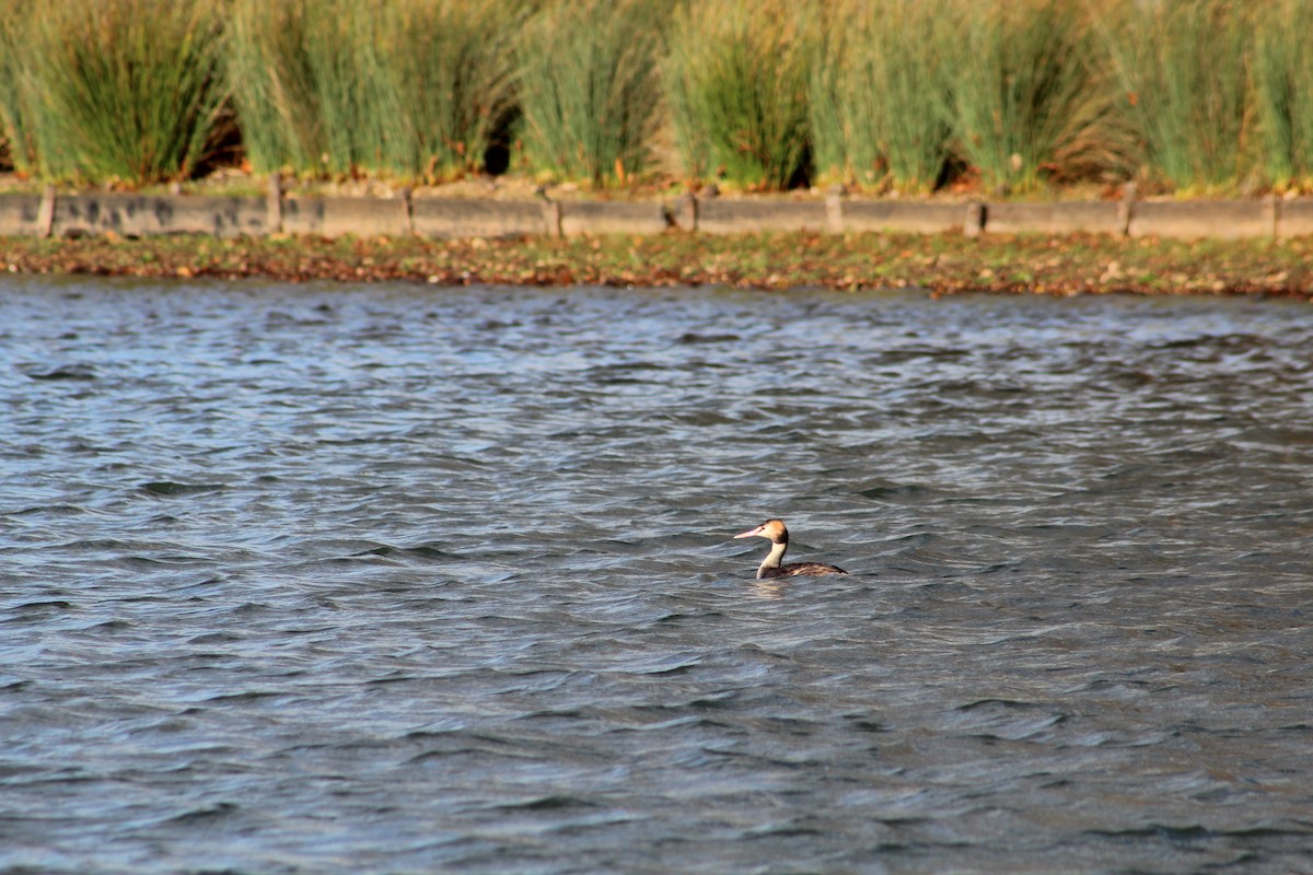 Great Crested Grebe - ML646075509