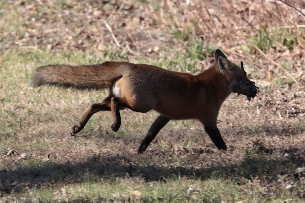 Mammals - ML646075516