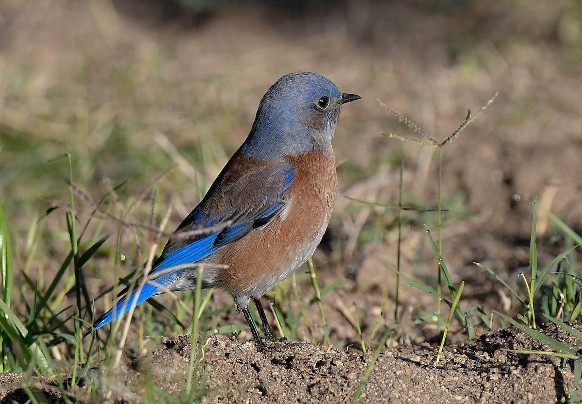 Western Bluebird - ML646075518