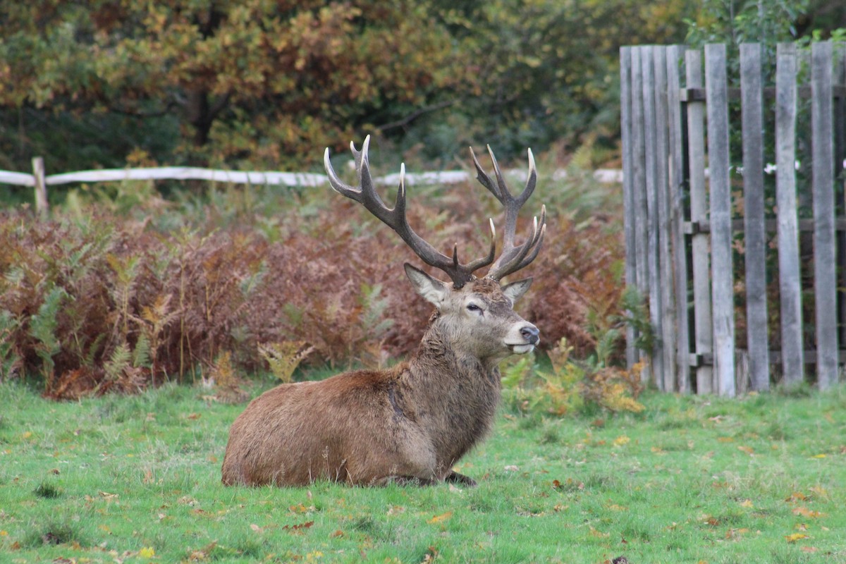 Red Deer - ML646075523