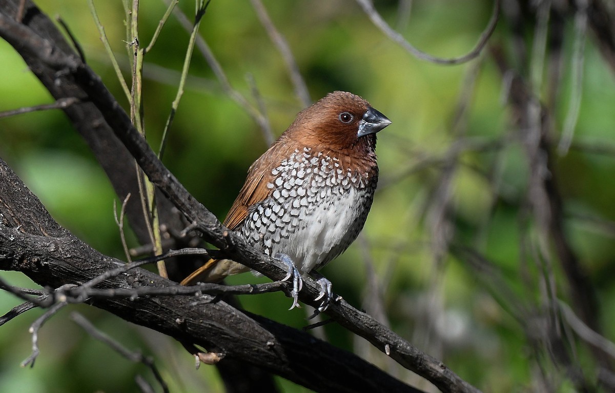 Scaly-breasted Munia - ML646075526