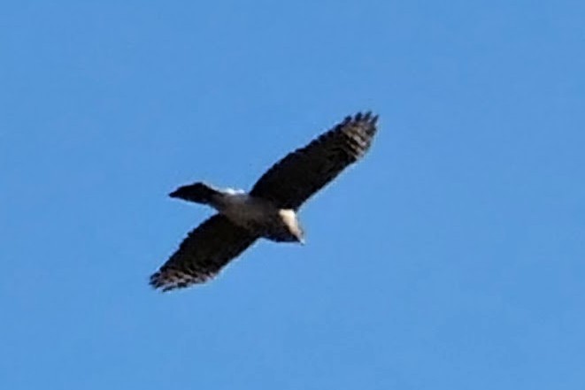 Sharp-shinned Hawk - ML646075529