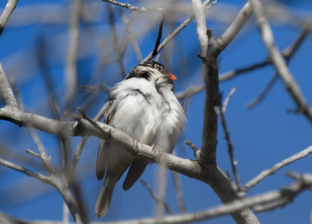 Pin-tailed Whydah - ML646075534