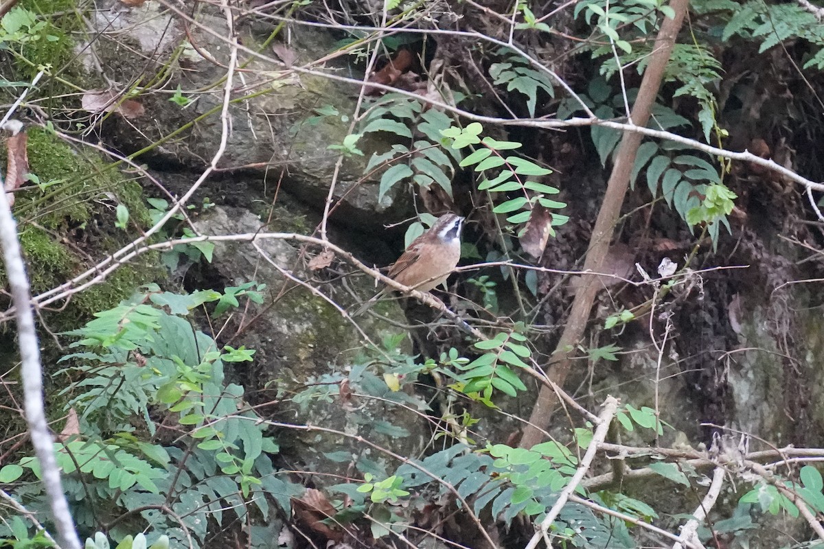 Вівсянка чорновуса - ML646075535